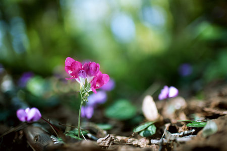 flower on nature background with bokehの写真素材