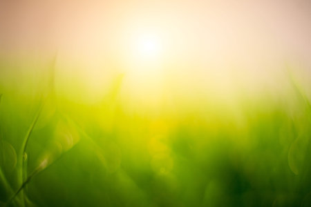 nature bacground sun and grass