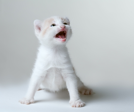 little kitten meowing plaintively on a gray backgroundの写真素材