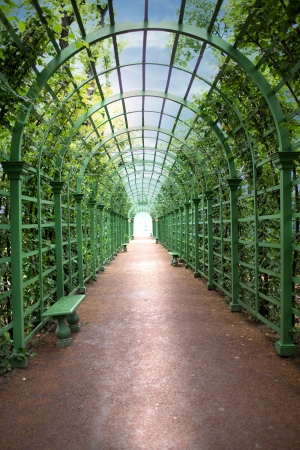 walk alley with green plantの写真素材