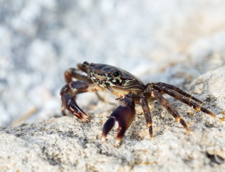 crab on the rock, close-upの写真素材