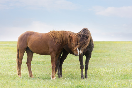 Horse in field on green grassの写真素材