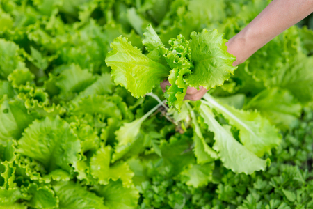 Hand with lettuce in the gardenの写真素材