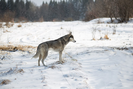 husky dog in winter forest