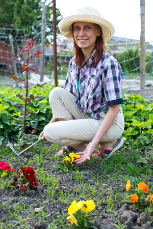 woman weeding the beds with flowers viola in the gardenの写真素材