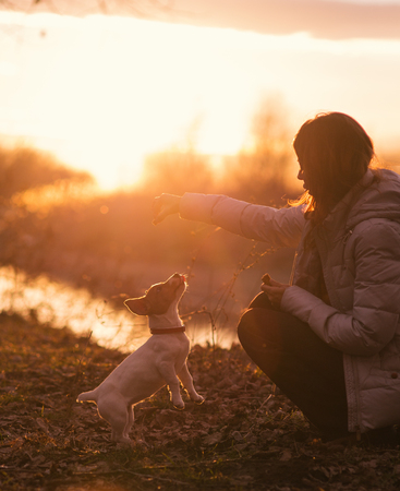woman play with jack russel dog outdoor on sunsetの写真素材