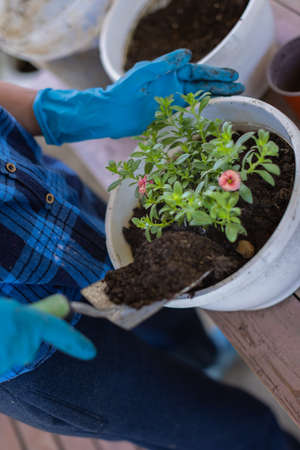 Woman At Home In The Attic Plants Beautiful Flowers In Pots. Take care of plants. Changes the Earth.の写真素材