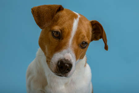 Dog pet jack russell terrier on blue backgroundの写真素材