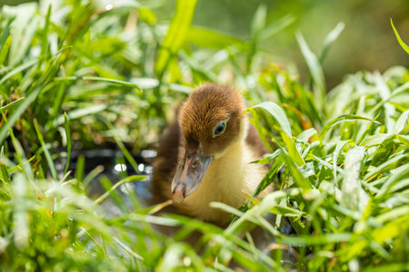 Little ducklings in green grass on a sunny day domestic farm birdsの写真素材