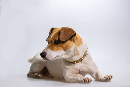 Dog jack russel terrier on white backgroundの写真素材