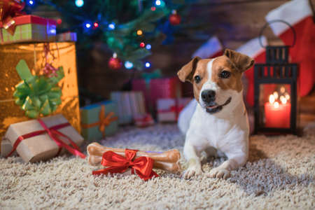 dog jack russel under a Christmas tree with gifts and candles celebrating Christmasの写真素材