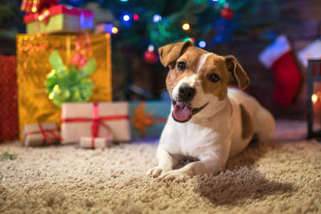 dog jack russel under a Christmas tree with gifts and candles celebrating Christmasの写真素材