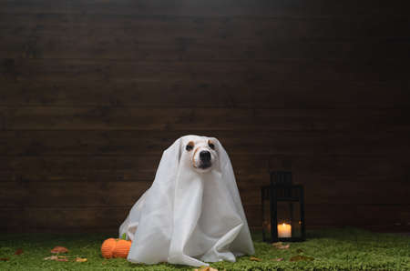 Dog Pet Jack Russell Terrier Dressed In Costume For The Scary Demon Festival Halloween Autumn Octoberの写真素材