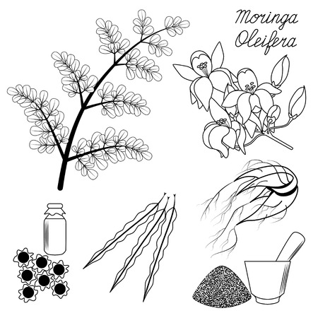 Superfood Moringa. Set of leaves, flowers, seeds and root on isolated background.のイラスト素材