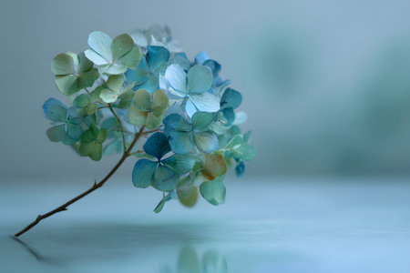 Blue and green hydrangea flowers arranged elegantly on a table in soft lightingの素材