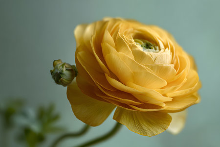 Beautiful yellow ranunculus flower blooming against a soft background in springtimeの素材