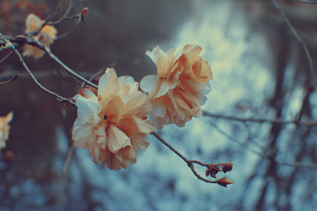 Blossoming flowers near a calm river in early spring showcasing soft petals and tranquil sceneryの素材