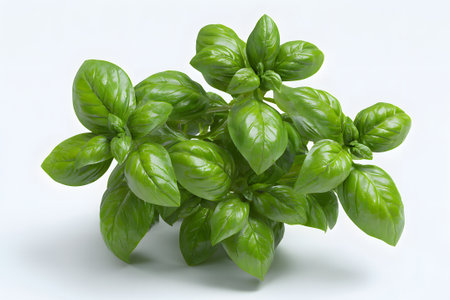 Bright green basil leaves are neatly arranged against a white background, highlighting their rich color and texture. Perfect for culinary use or herb displays.の素材