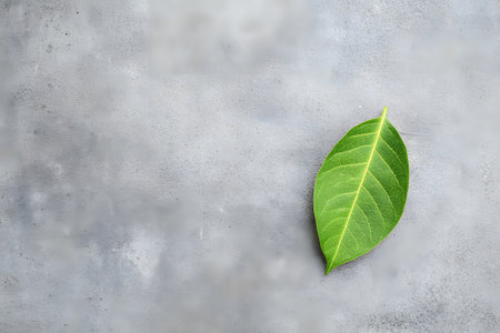 A vibrant green leaf lies flat on a rough concrete surface, showing its fresh color and distinct texture. Natural light brings out the leaf's details, creating a serene scene.の素材