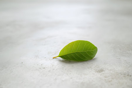 A vibrant green leaf lies flat on a rough concrete surface, showing its fresh color and distinct texture. Natural light brings out the leaf's details, creating a serene scene.の素材