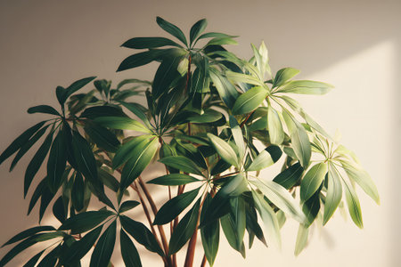 Bright green leaves of various indoor plants create a vibrant scene in a sunlit space. Light filters through the foliage, casting beautiful shadows on the wall.の素材