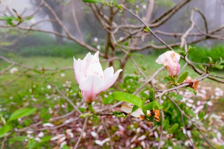 white flowerの素材
