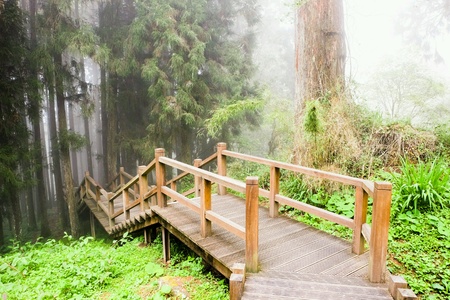 The walk in the park at taiwanの素材