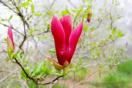 red flowerの素材