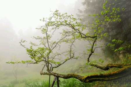 Tree with fogの素材
