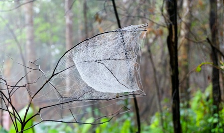 Cobweb with fogの素材