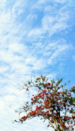 Sky  and cloudsの素材