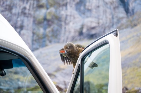 kea try to get in the carの写真素材