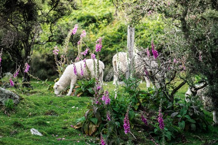 sheep eating grass in valleyの写真素材