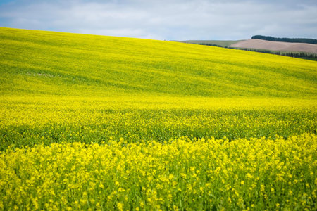 canola field