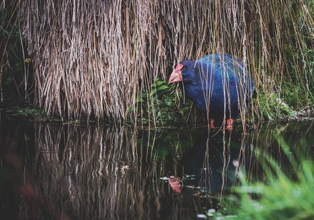 Takahe birdの写真素材