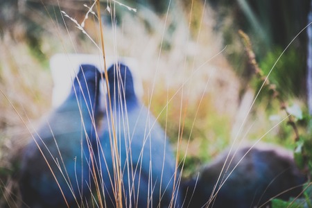 blur focus couple Takahe bird backgroundの写真素材