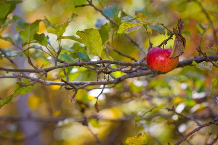 An Organic Apple Waits to be Pickedの写真素材