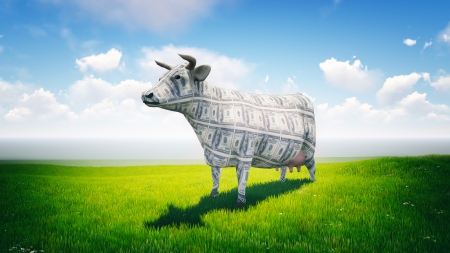 Cash cow standing in the lush green field on a sunny dayの写真素材