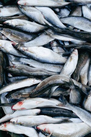 Fresh fish grey mullet stacked at seafood marketの写真素材