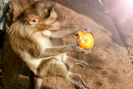 Macaca mulatta feeding, Badami, state Karnataka, Indiaの写真素材