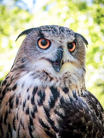 Owl face close up. Great Horned Owl. Who are you. A close up of a Great Horned Owlの写真素材