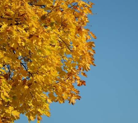 Autumn maple leavesの写真素材