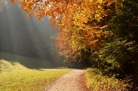 Autumn forest with sun beamの写真素材