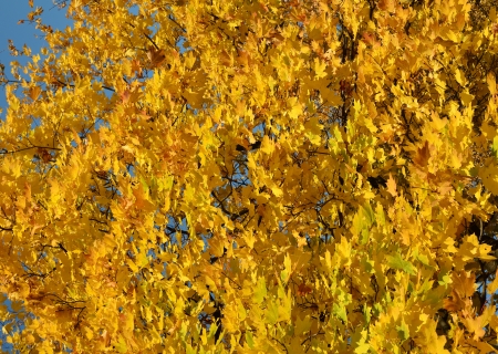 Autumn maple yellow leaves in sunの写真素材