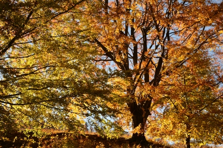 Autumn maple leavesの写真素材