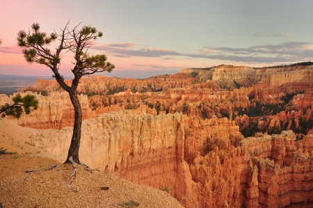 Tree on red rocks in Bryce Canyon National Park Utah USAの写真素材