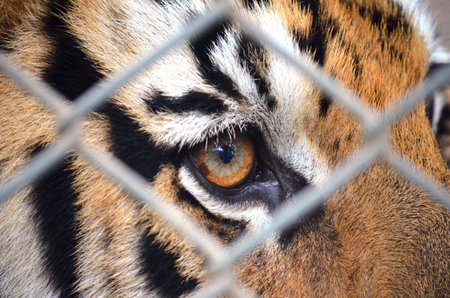 brown tiger eye thailand cage