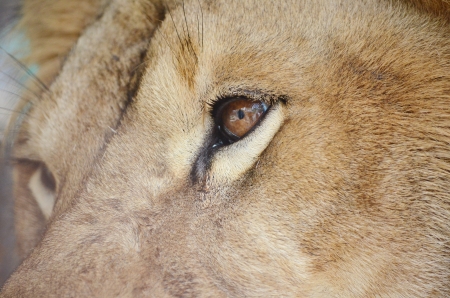 Brown lion eye thailand cageの写真素材