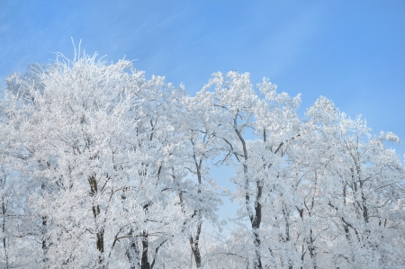 frozen white trees on blue skyの写真素材