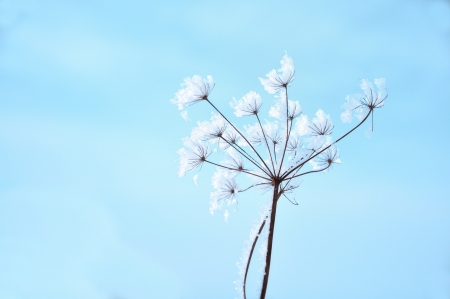 Frozen flower on blue skyの写真素材